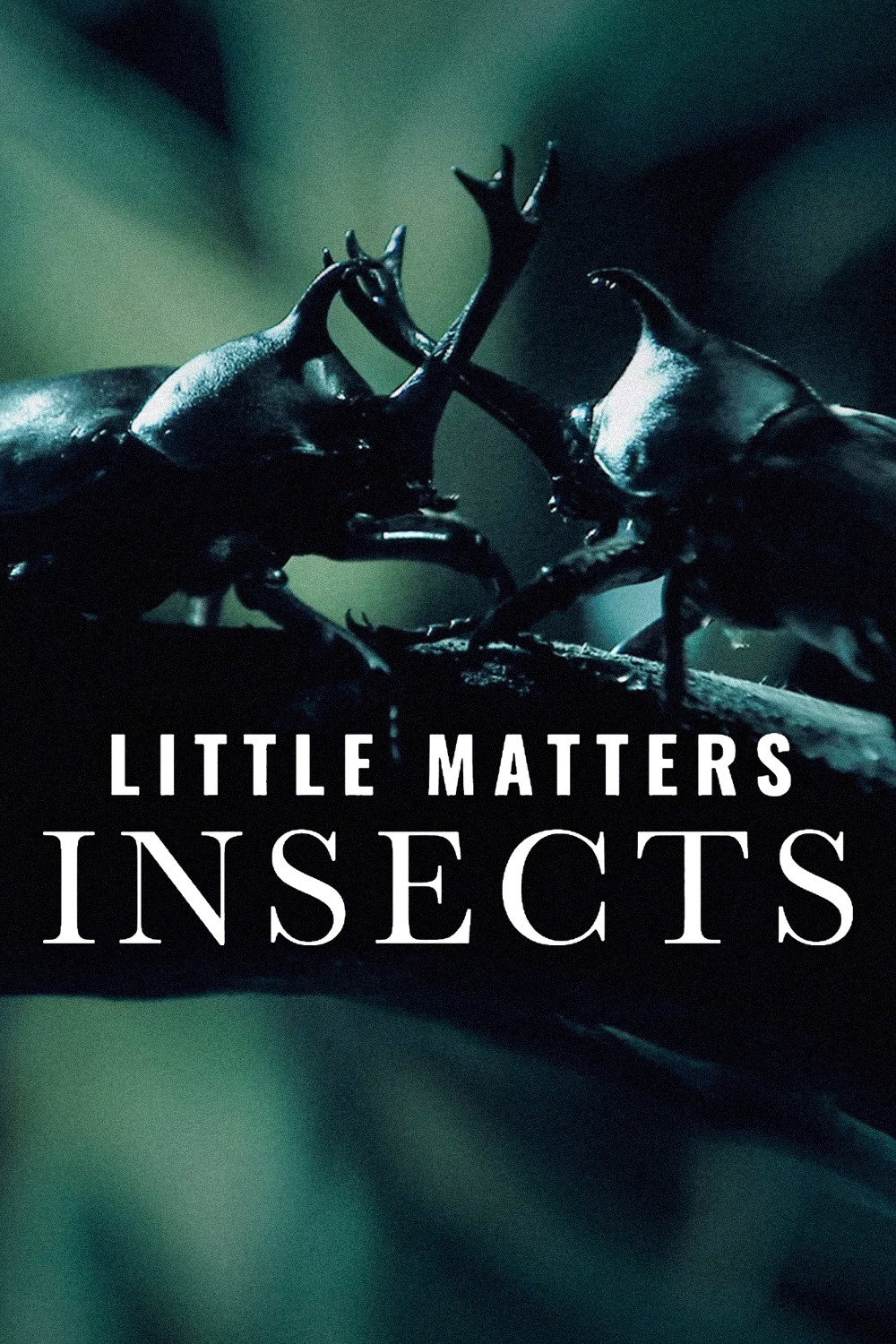 Little Matters: Insects Little Matters: Insects