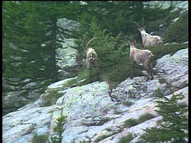 C'est pas sorcier - L'ascension du Mont-Blanc
