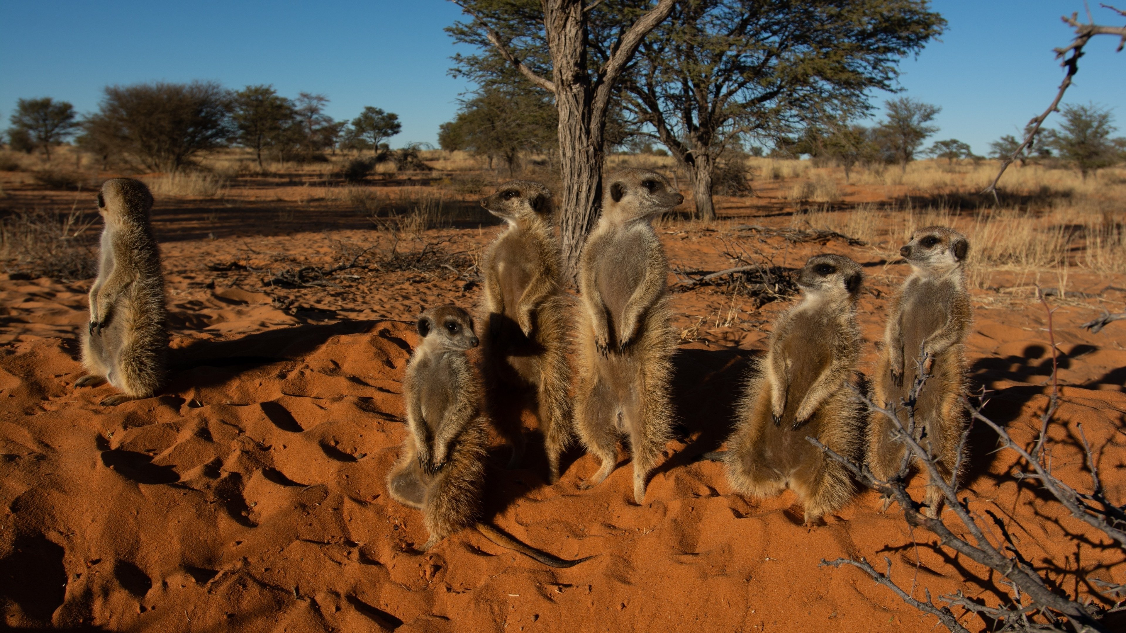 Meet The Meerkats