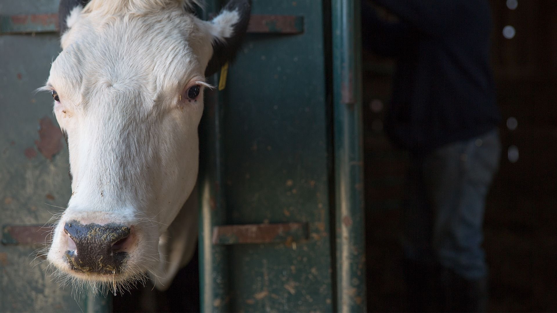 The Incredible Dr. Pol