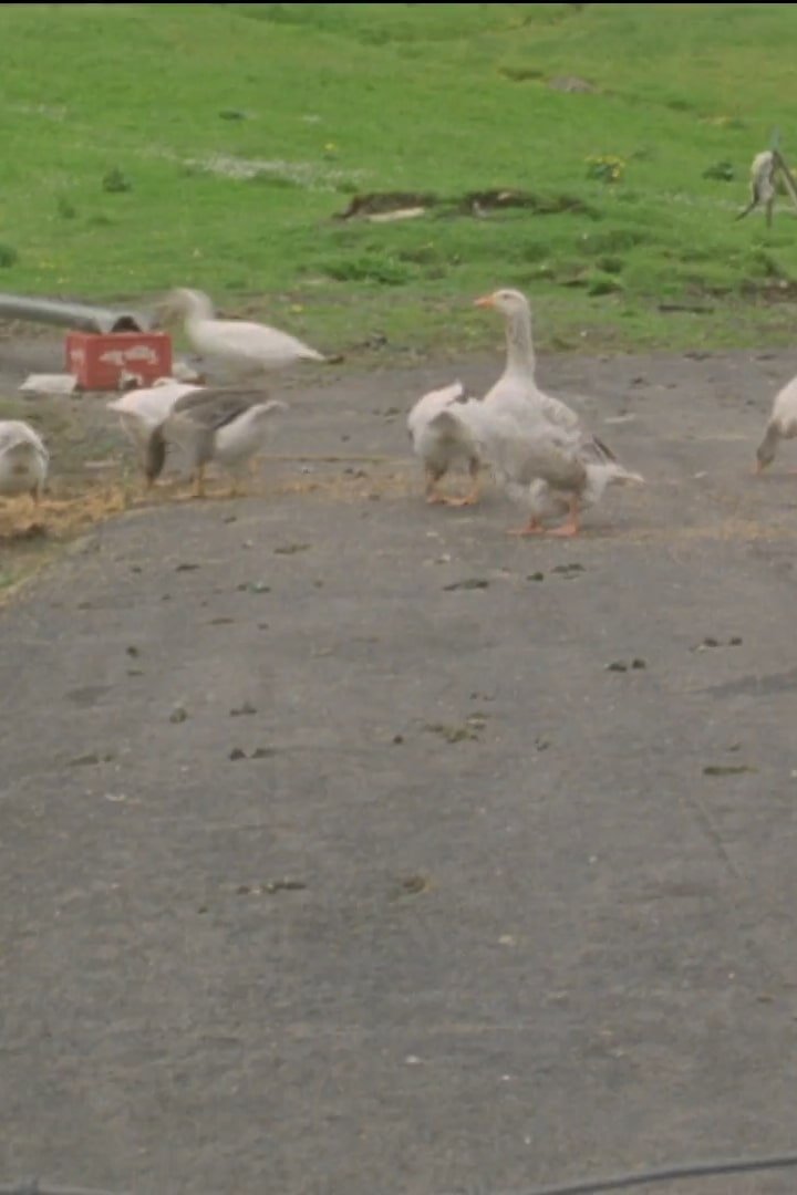 The Faroese Knitting Patterns: Night and Day; Back and Forth; Goose Eye; Gjovi; Nordrogata