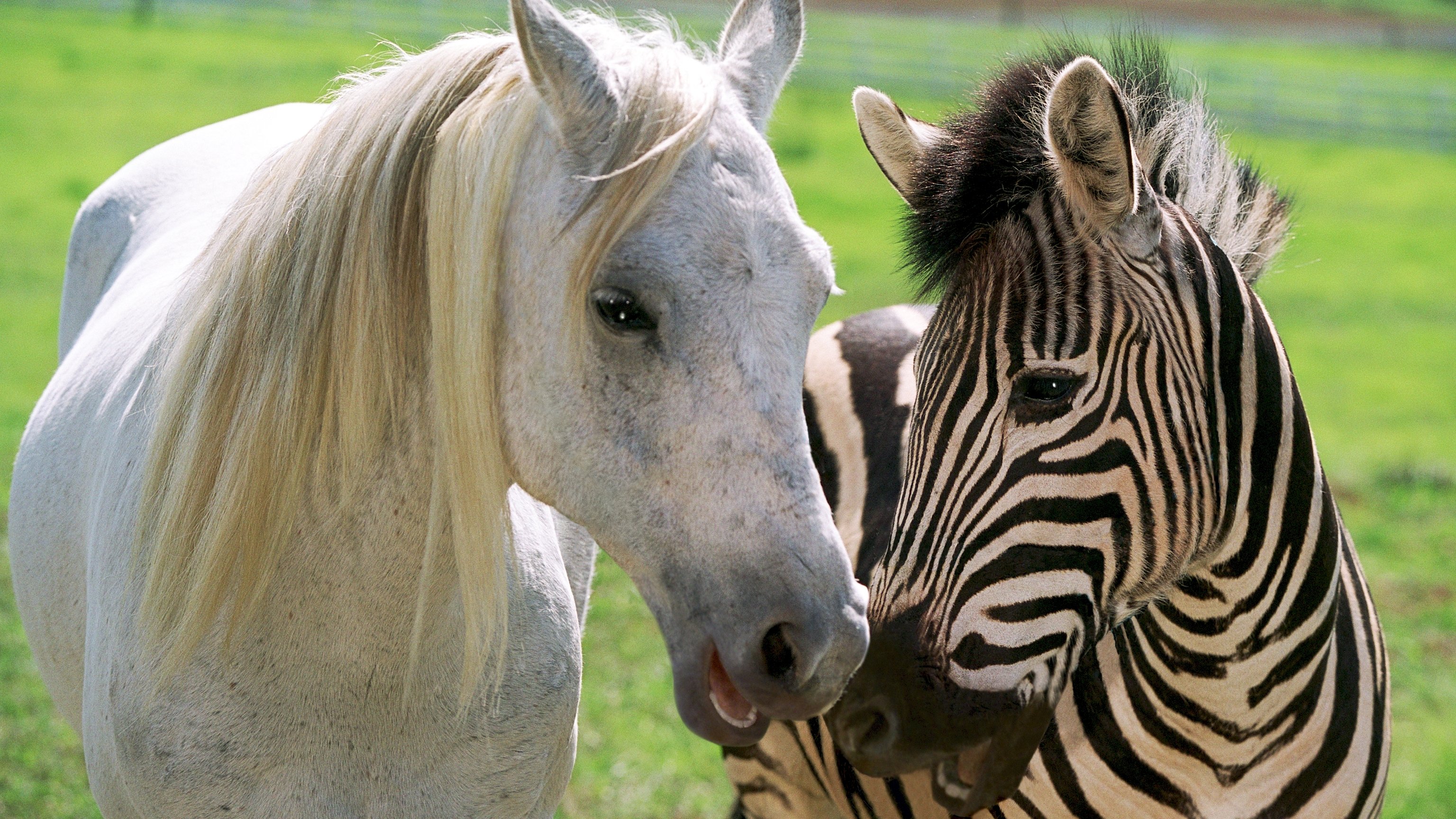 Racing Stripes (2005)