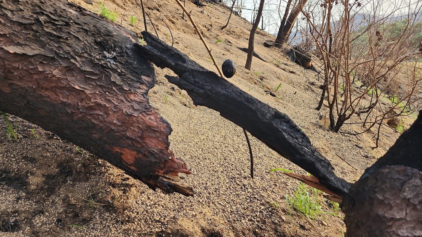 그을린 돌, 데구르르