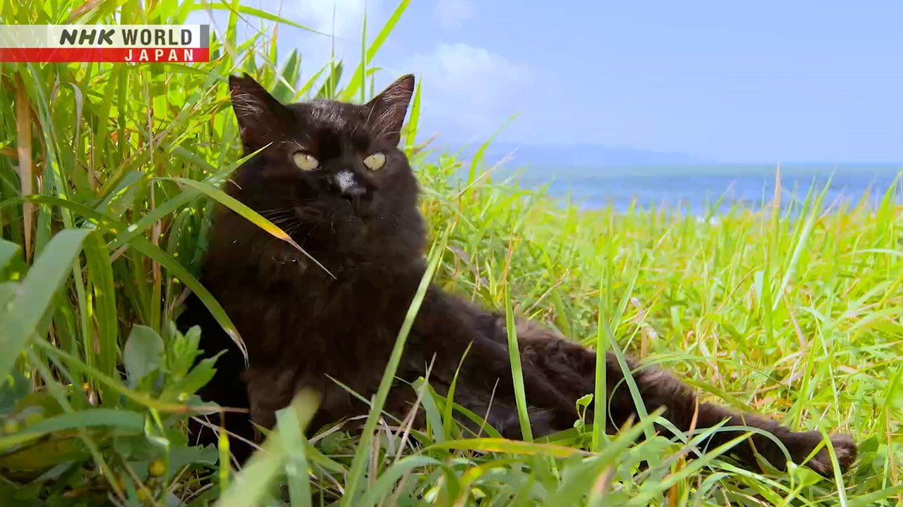 A Cat's-Eye View of Japan - Épisode 14