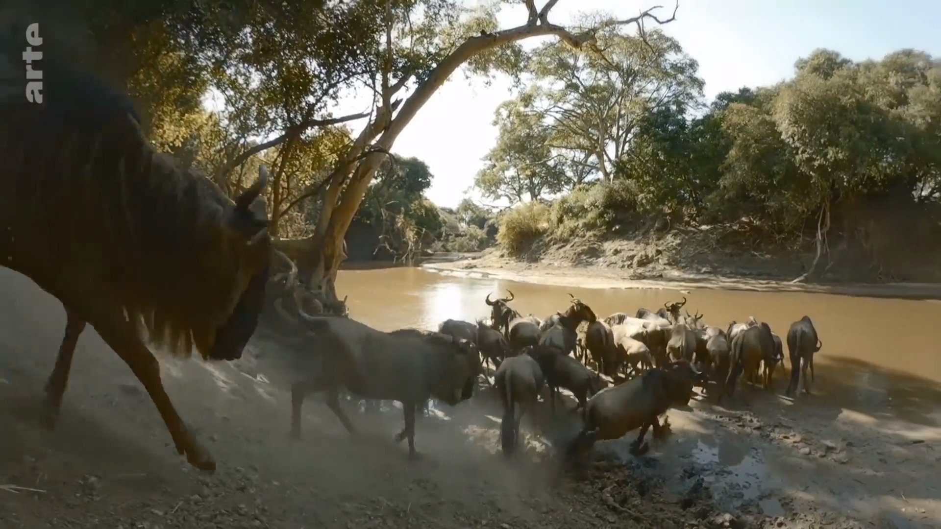 Serengeti - La grande cavalcade des animaux - Luttes de pouvoir