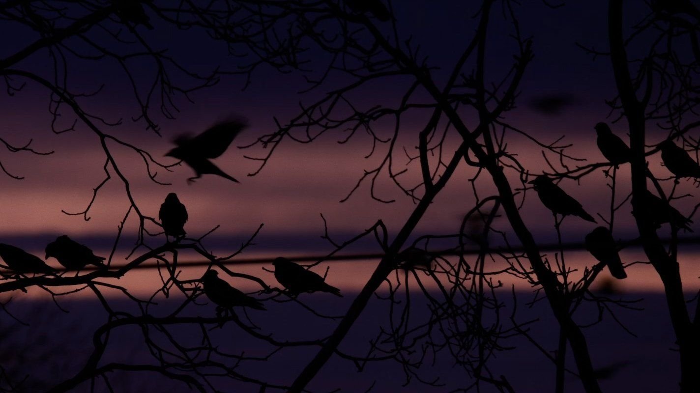 Crows - Nature Is Watching Us (2023)