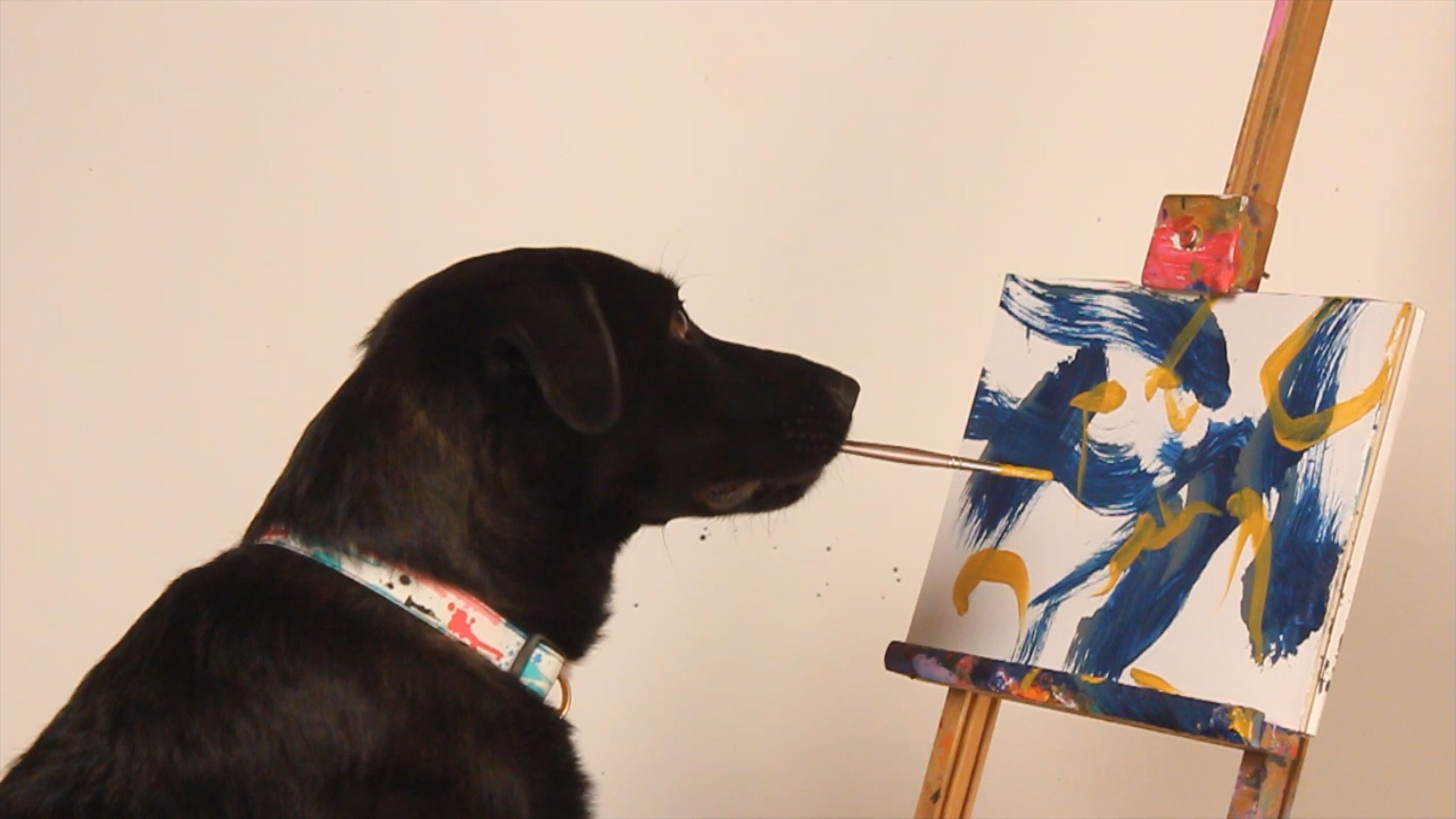 Thumbnail for Detective Dogs & Truffle Hunting Dogs Season 1 Episode 7