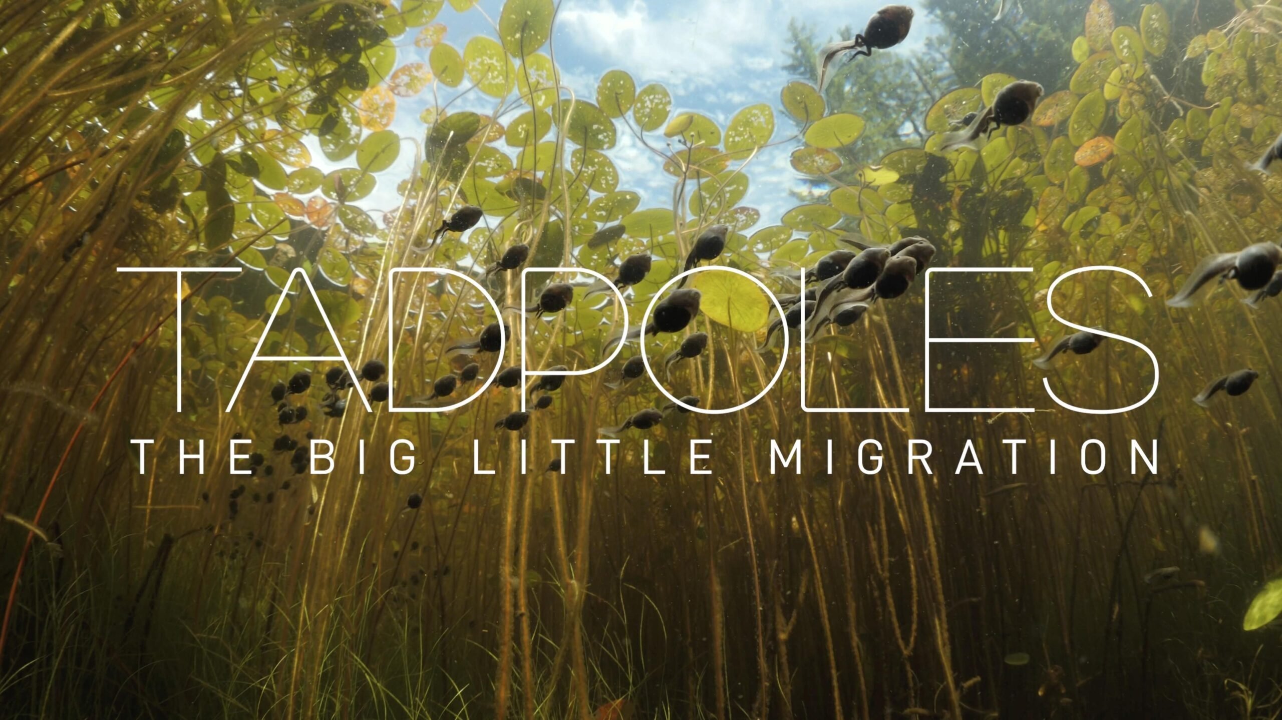 Tadpoles: The Big Little Migration (2020)