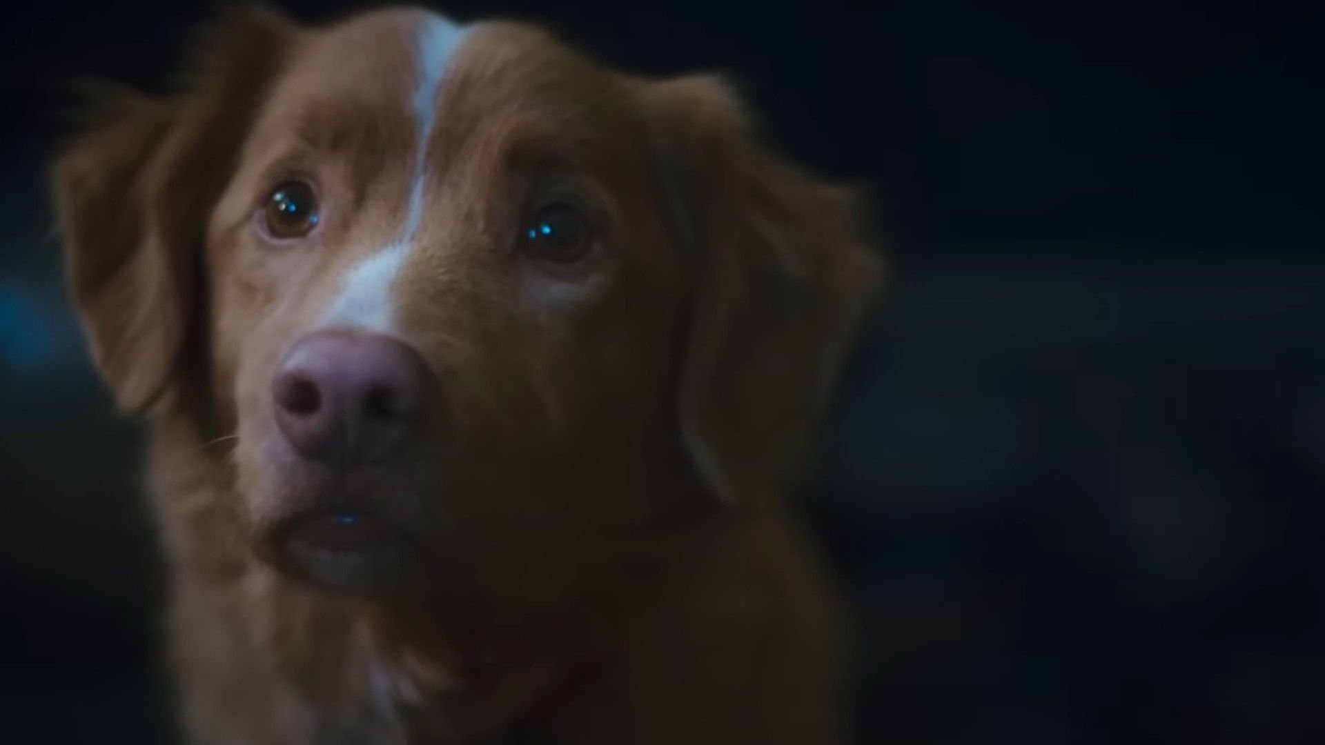Good Boy
