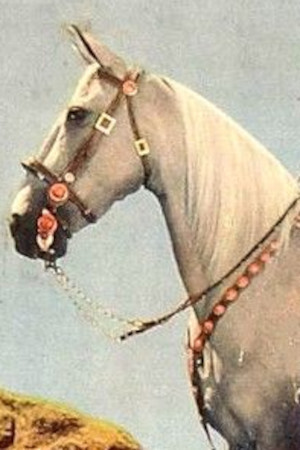 et billede af Tarzan