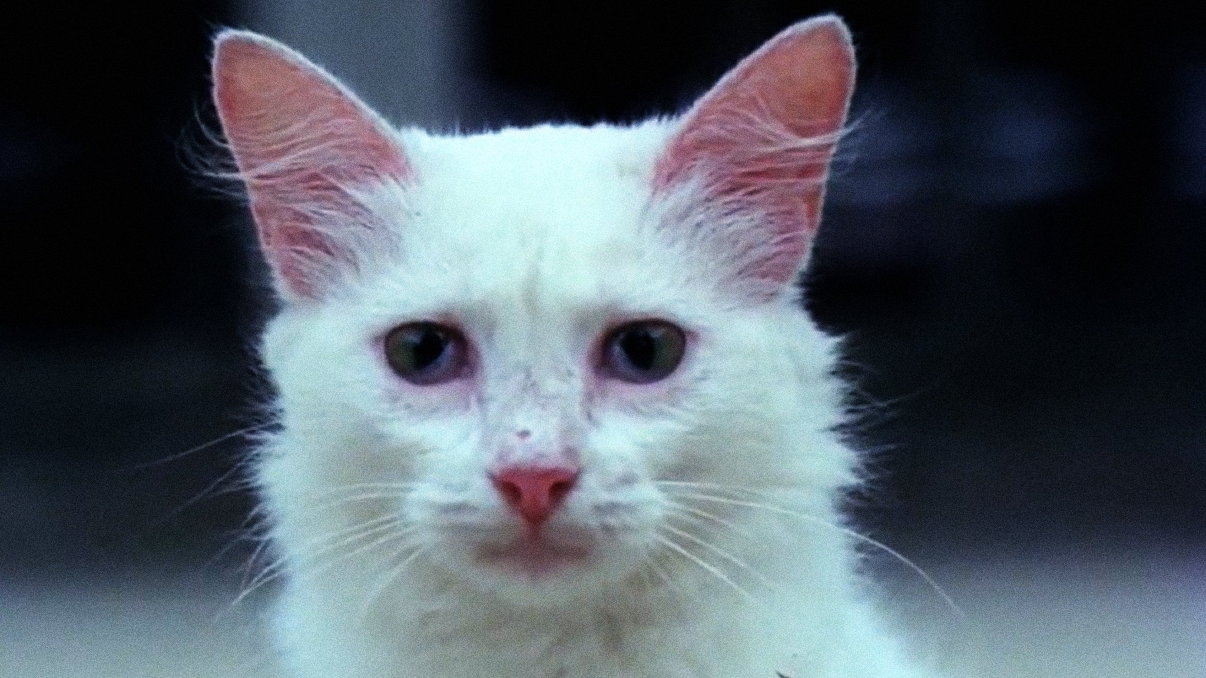 The Seven Kittens (1980)