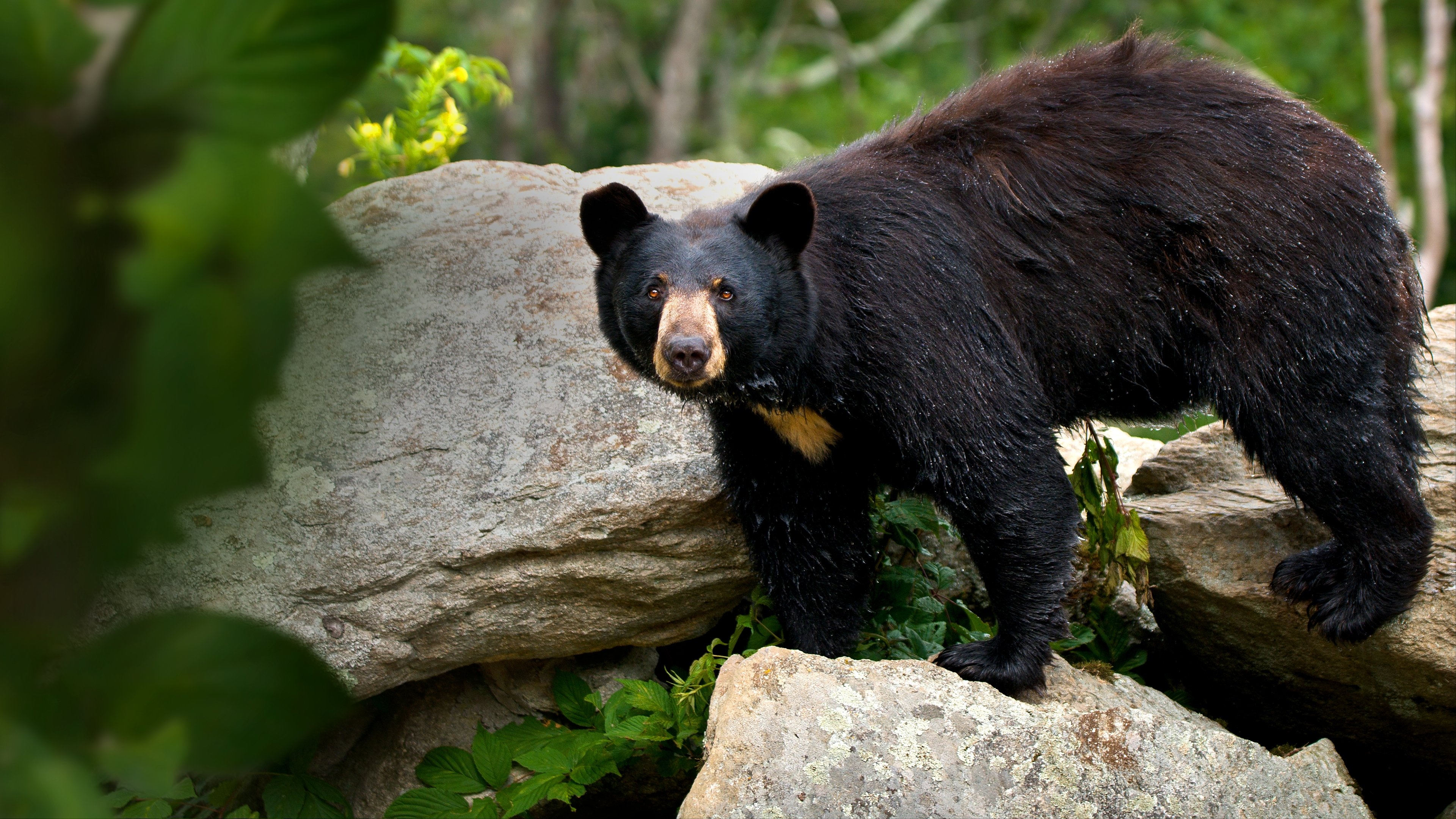 Smoky Mountain Park Rangers (2021)