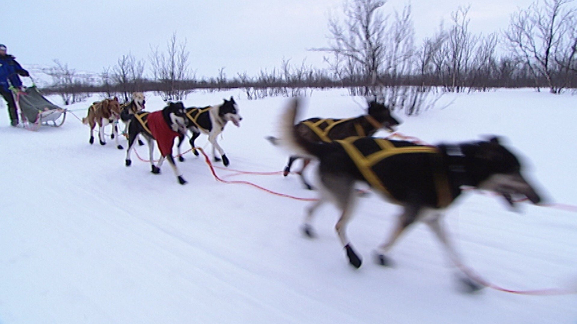 Thumbnail for Lars in Finnmarksloepet Season 1 Episode 4