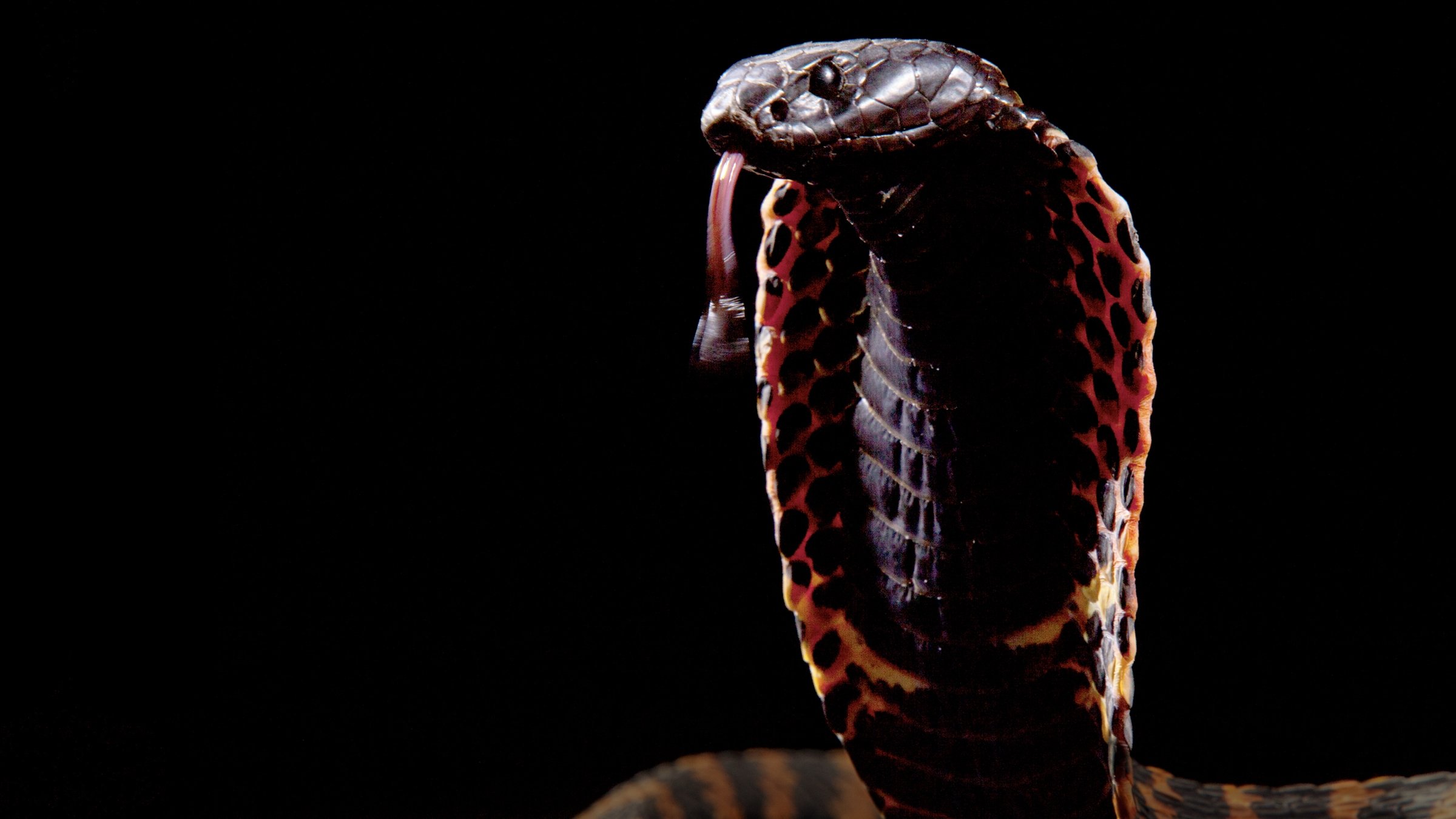 Cobra Mafia (2015)
