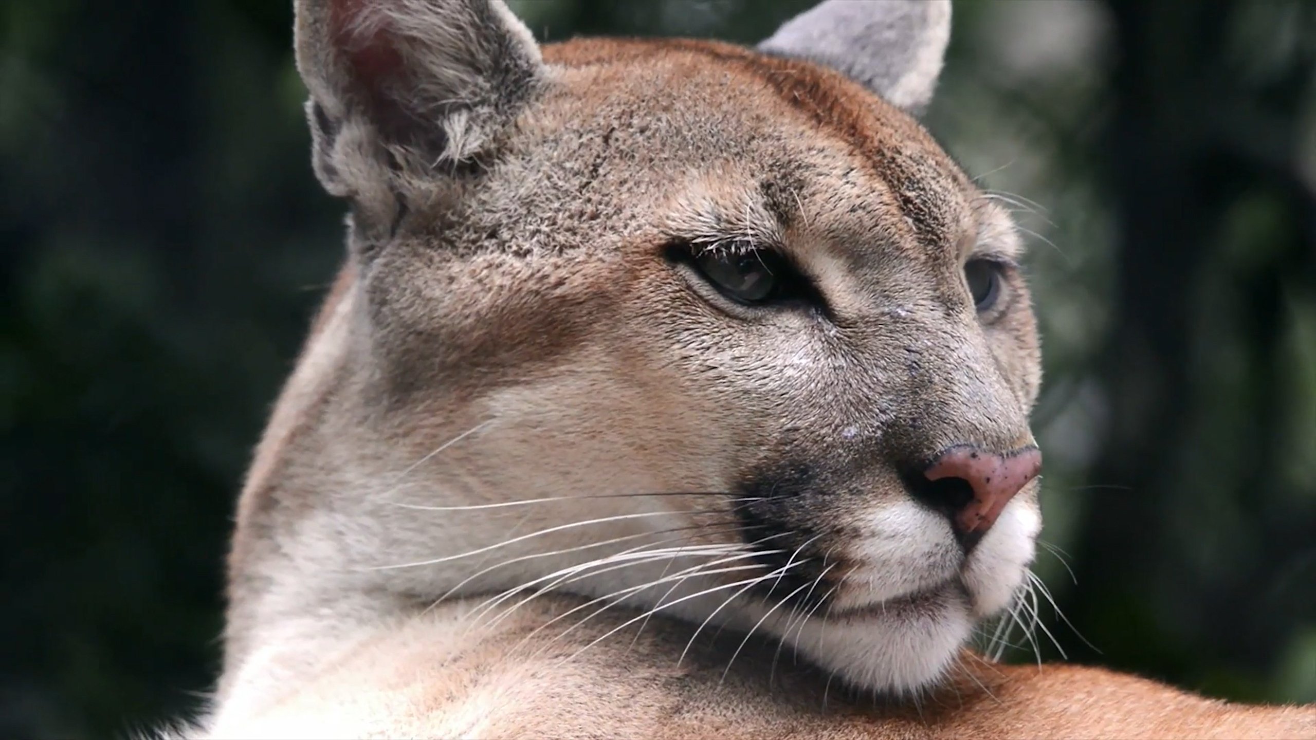 Cougar: On the Trail of the Ghost Cat (2019)
