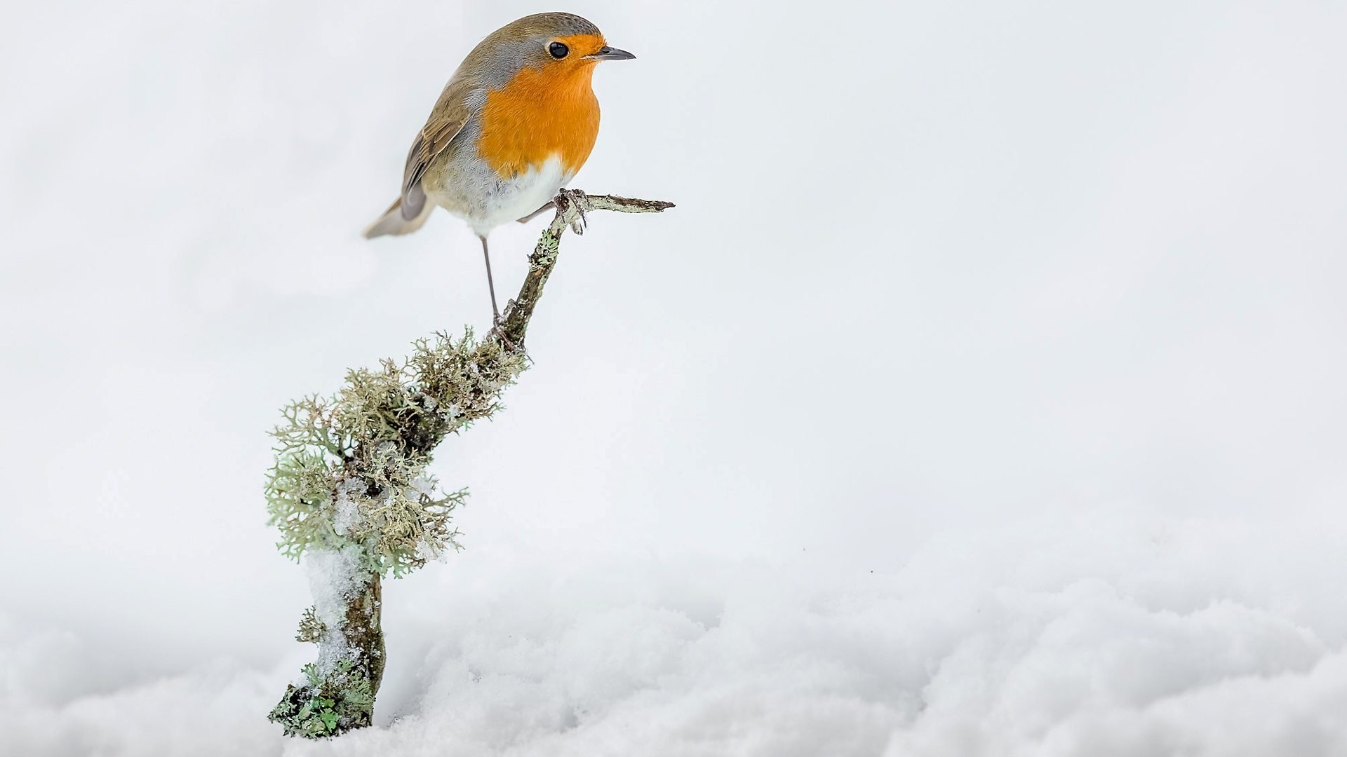 Winterwatch