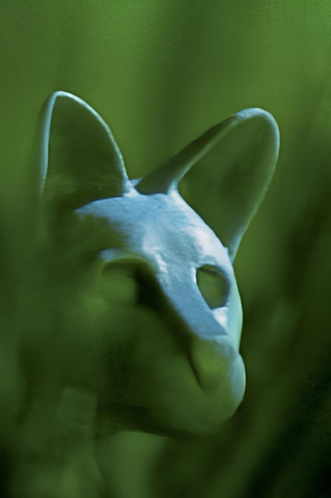 Content cover