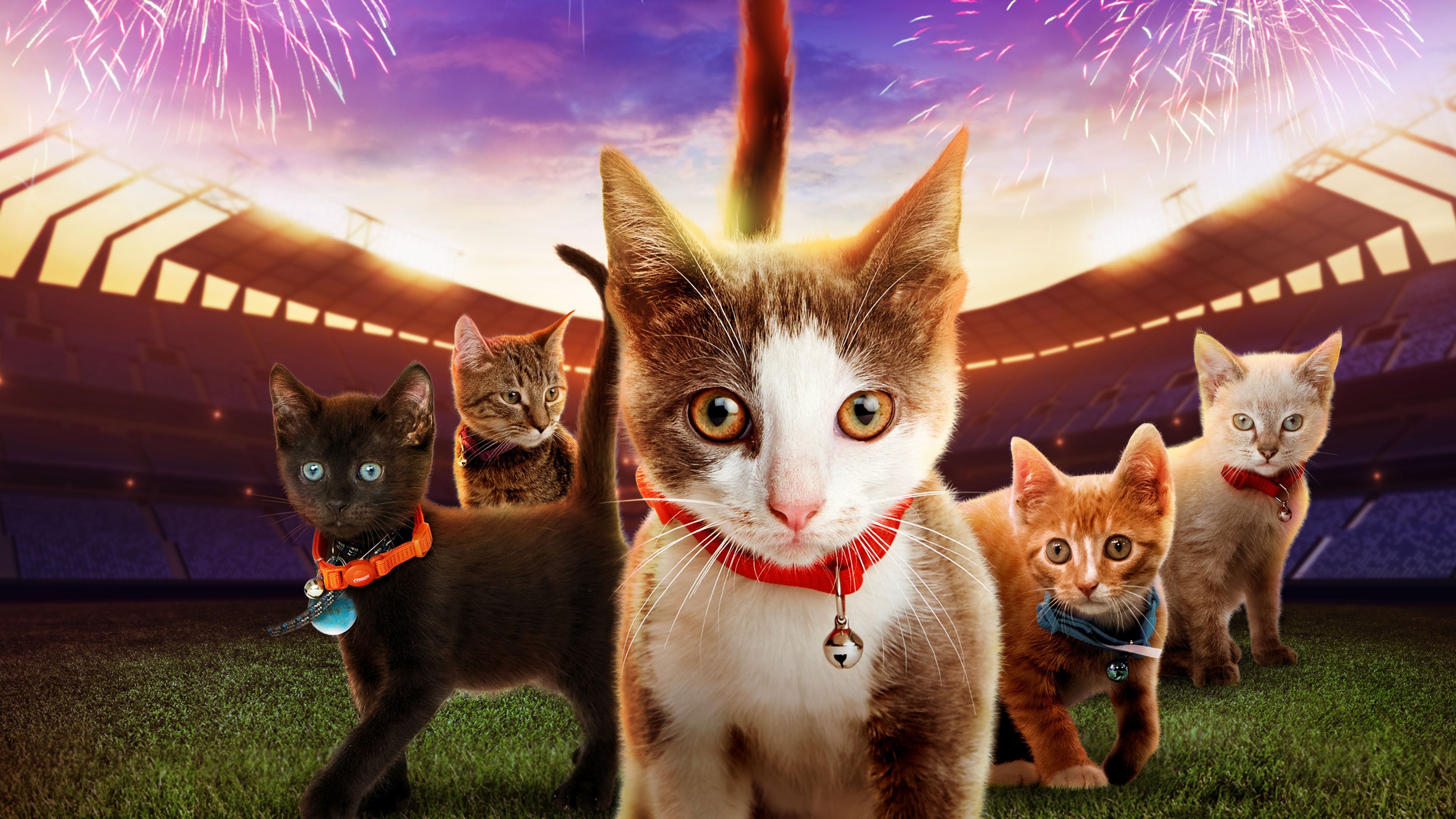 Kitten Bowl VII (2020)