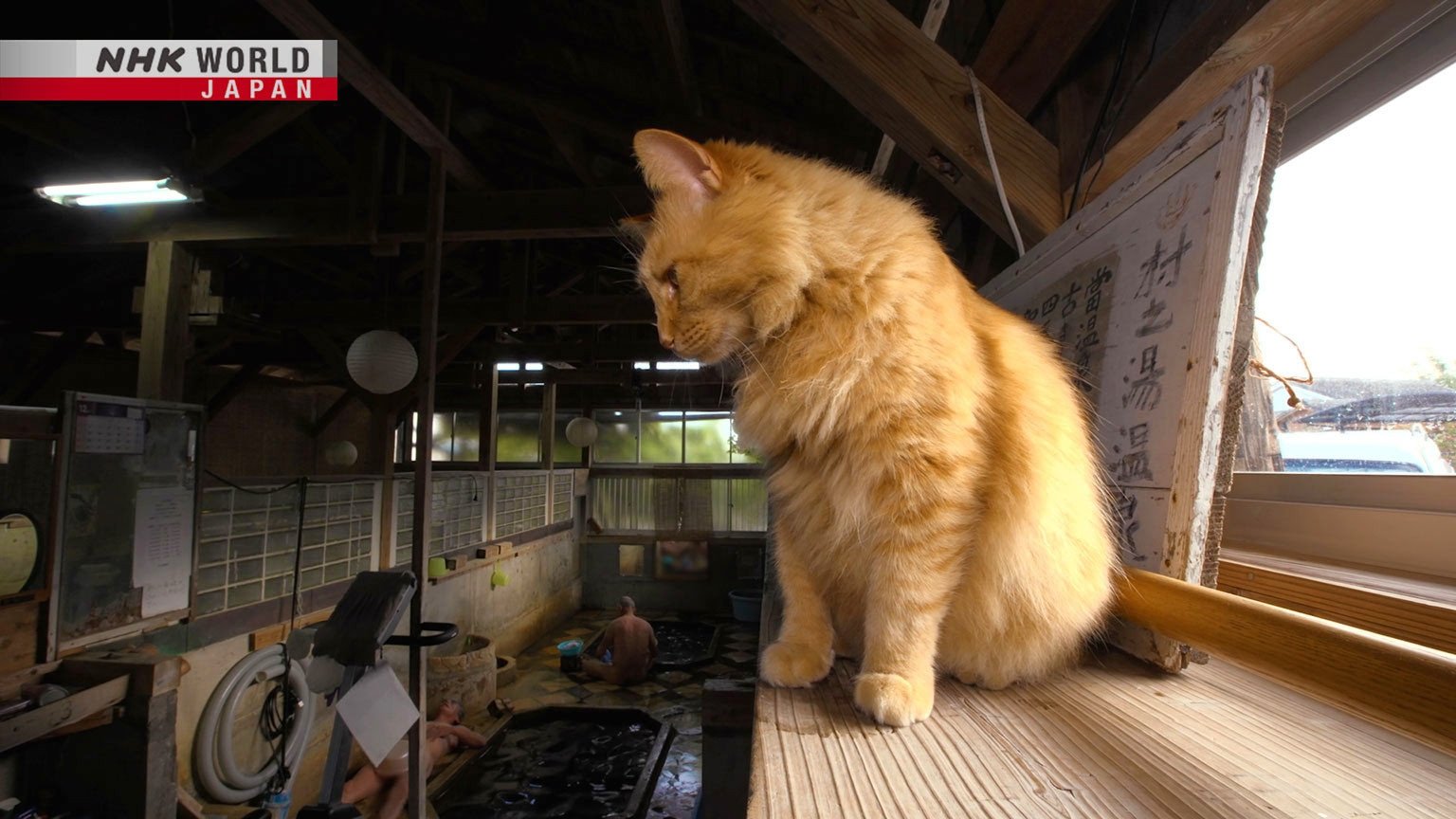 A Cat's-Eye View of Japan - Épisode 13