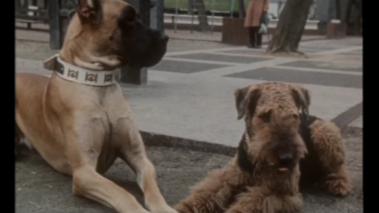 A Puppy from the Constellation of the Dog (1991)