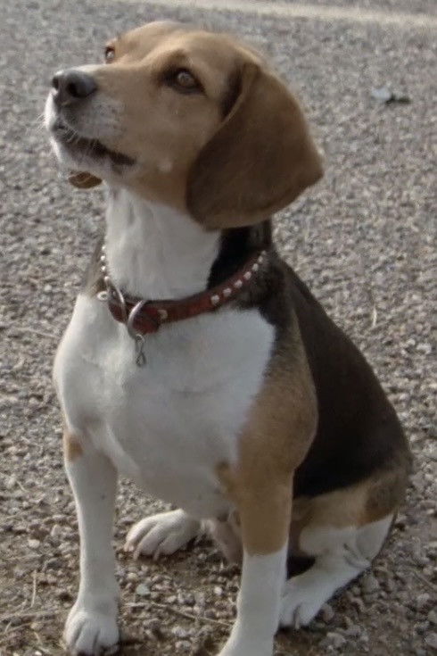 et billede af Peanuts