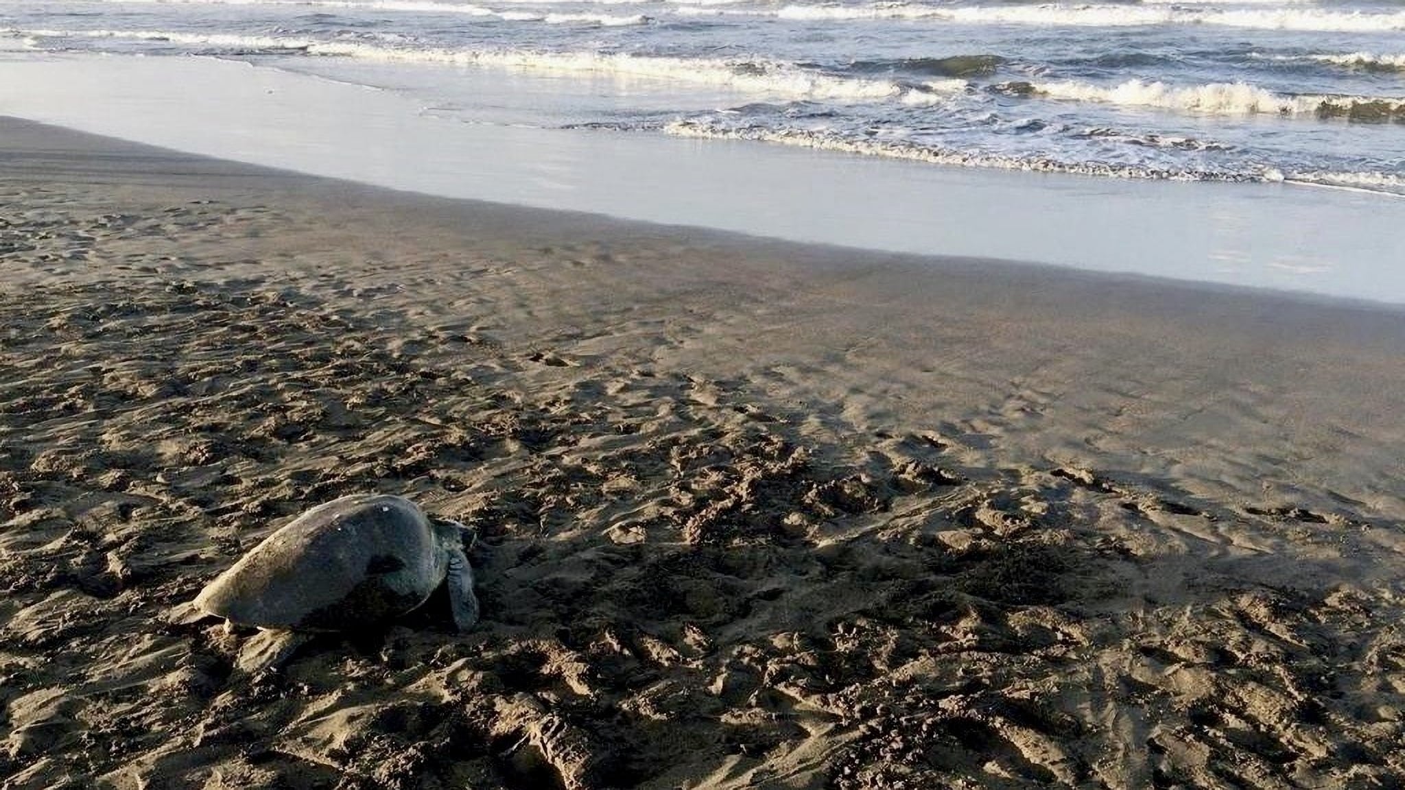La vie secrète d'un nid de tortues marines (2019)