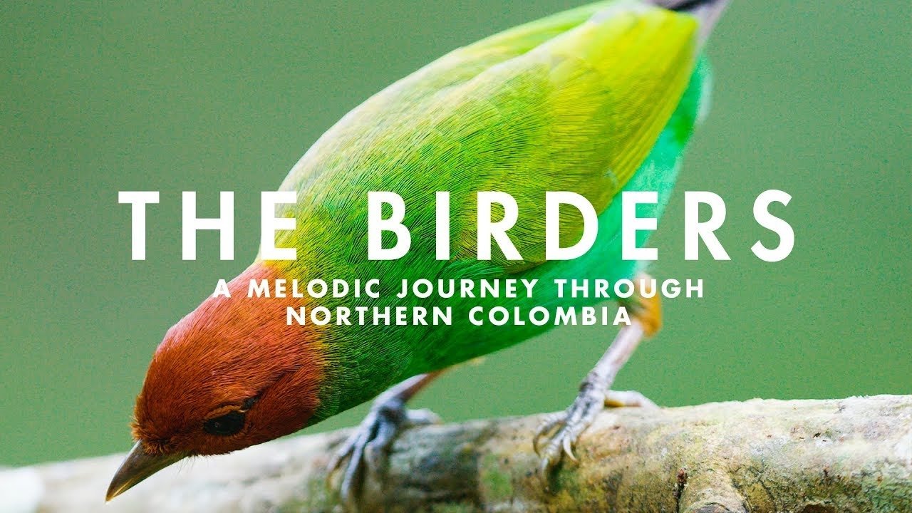 The Birders (2019)