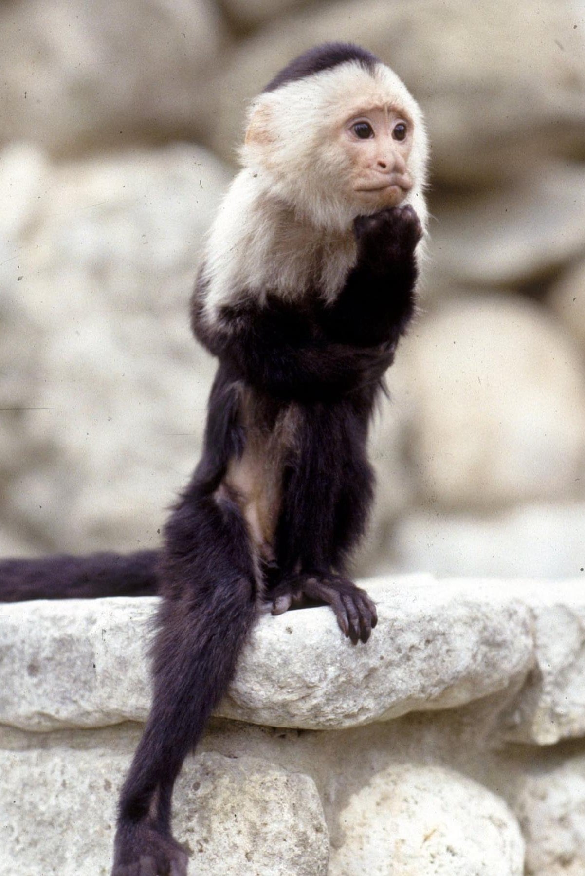 et billede af Binx the Monkey