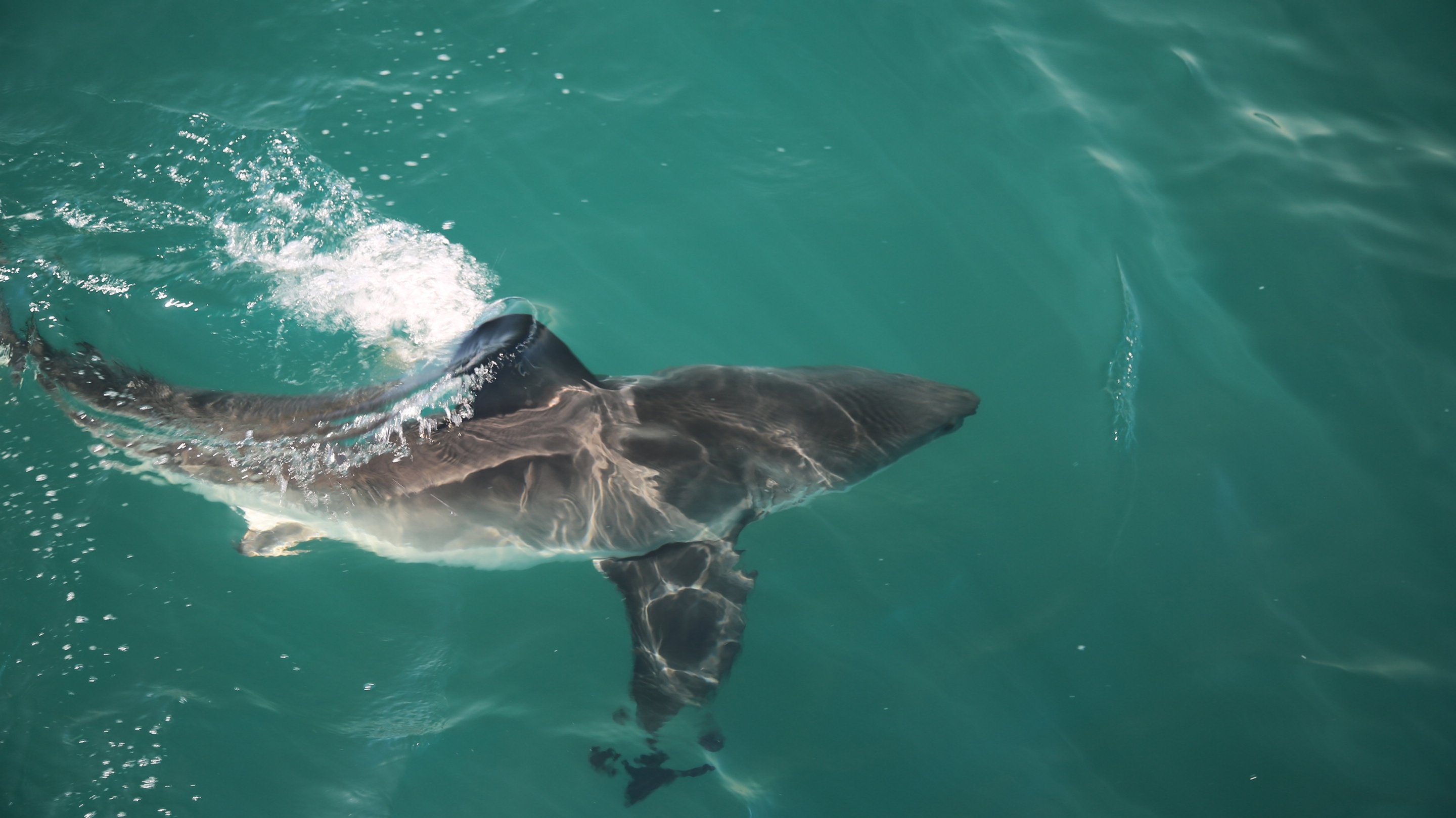 Shark Eat Shark (2023) - Backdrops — The Movie Database (TMDB)
