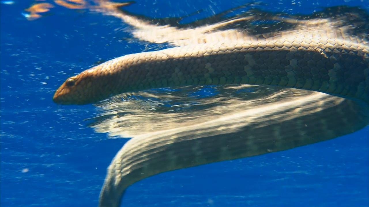 Ocean Odyssey: The Blue Realm - Épisode 2