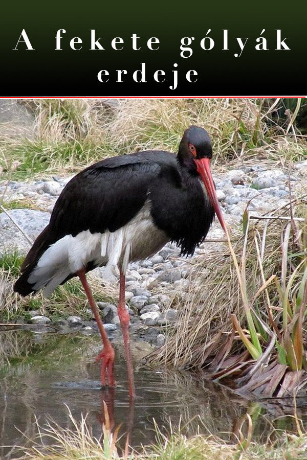 The Forest Of Black Storks
