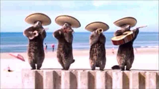 Les Marmottes - Mariachis