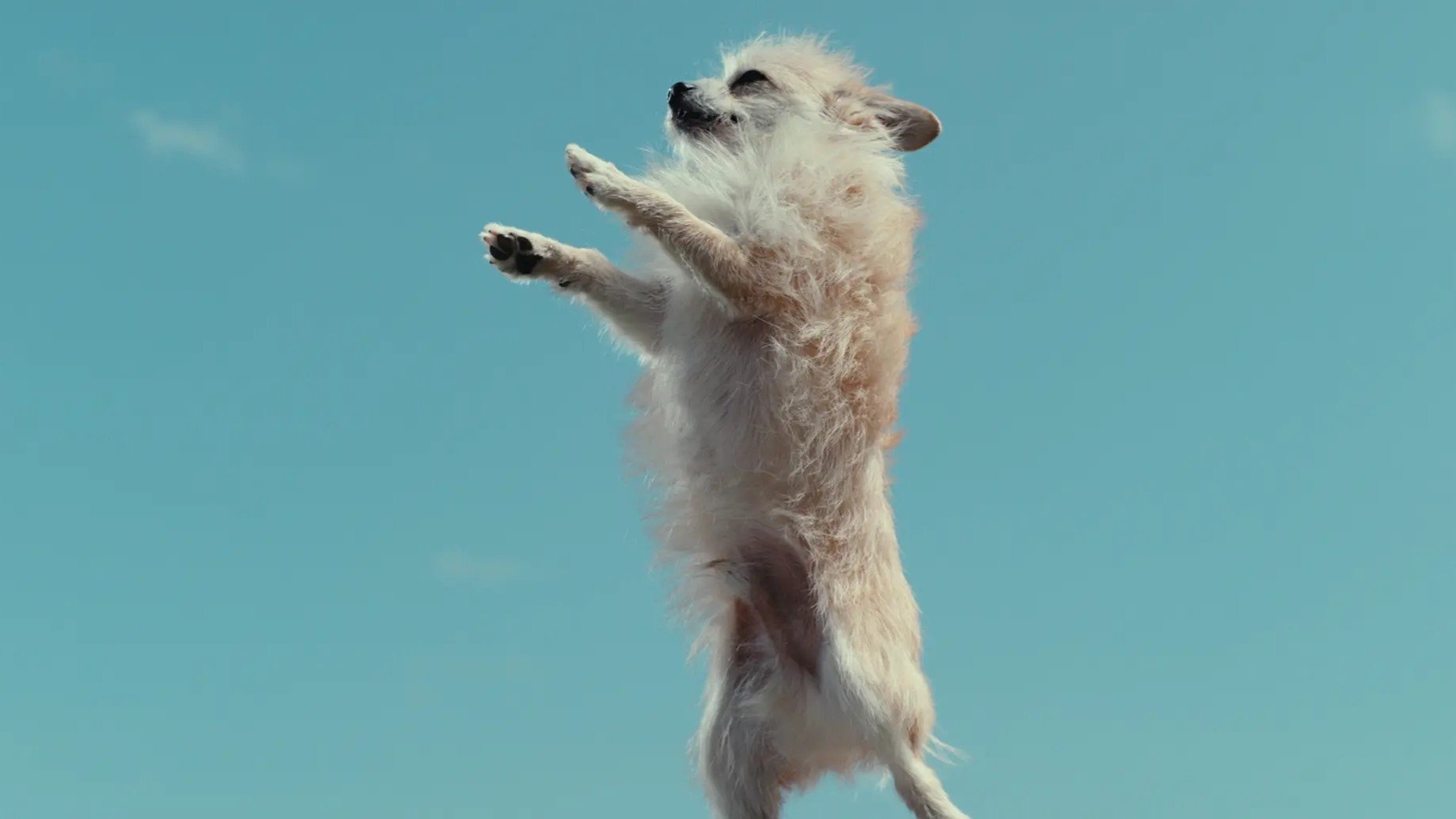 Στο Μυαλό ενός Σκύλου (2024)