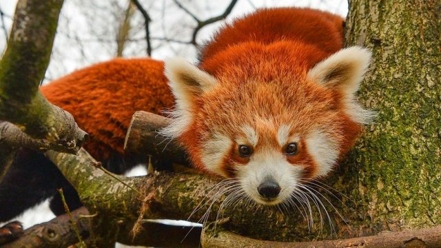 The Secret Life of the Zoo - Épisode 2