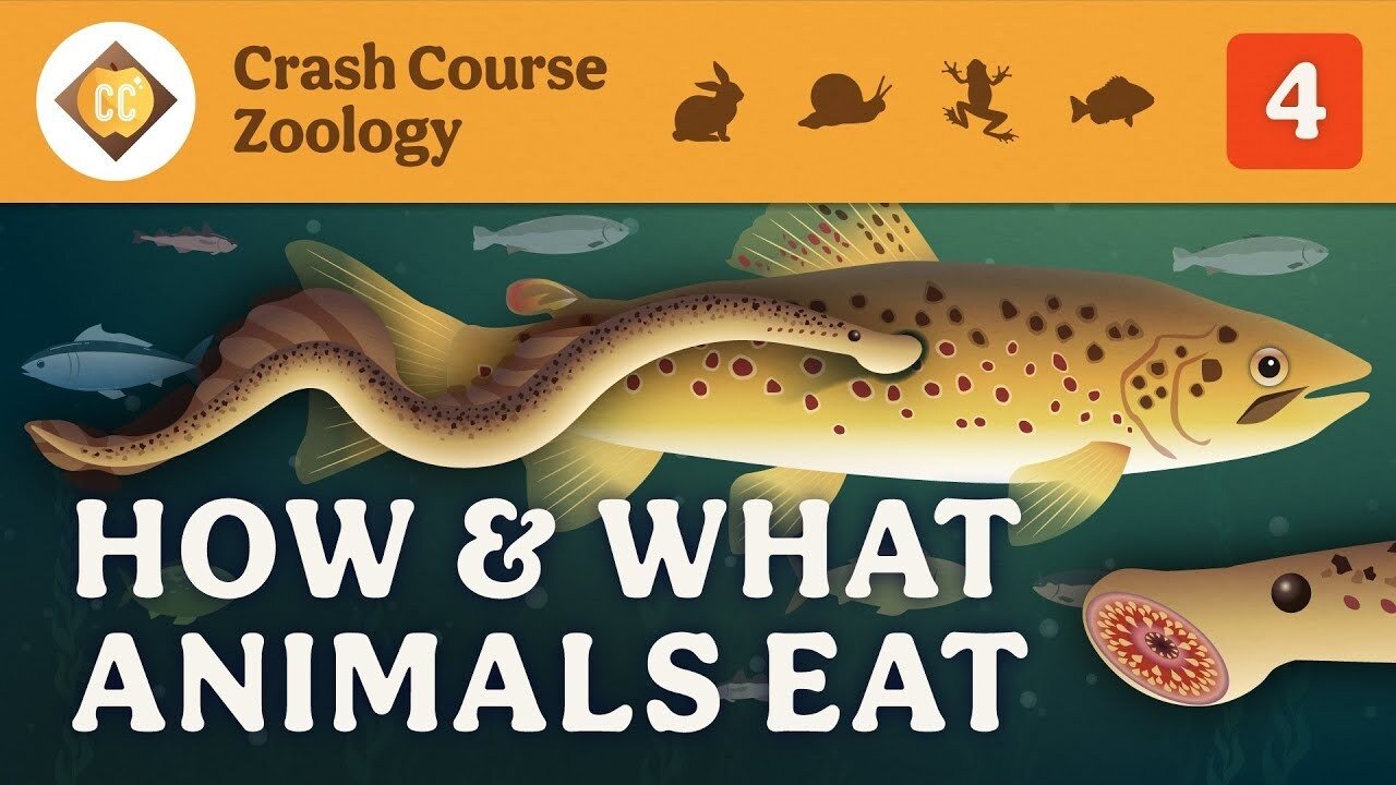 Thumbnail for How & What Animals Eat Season 1 Episode 4