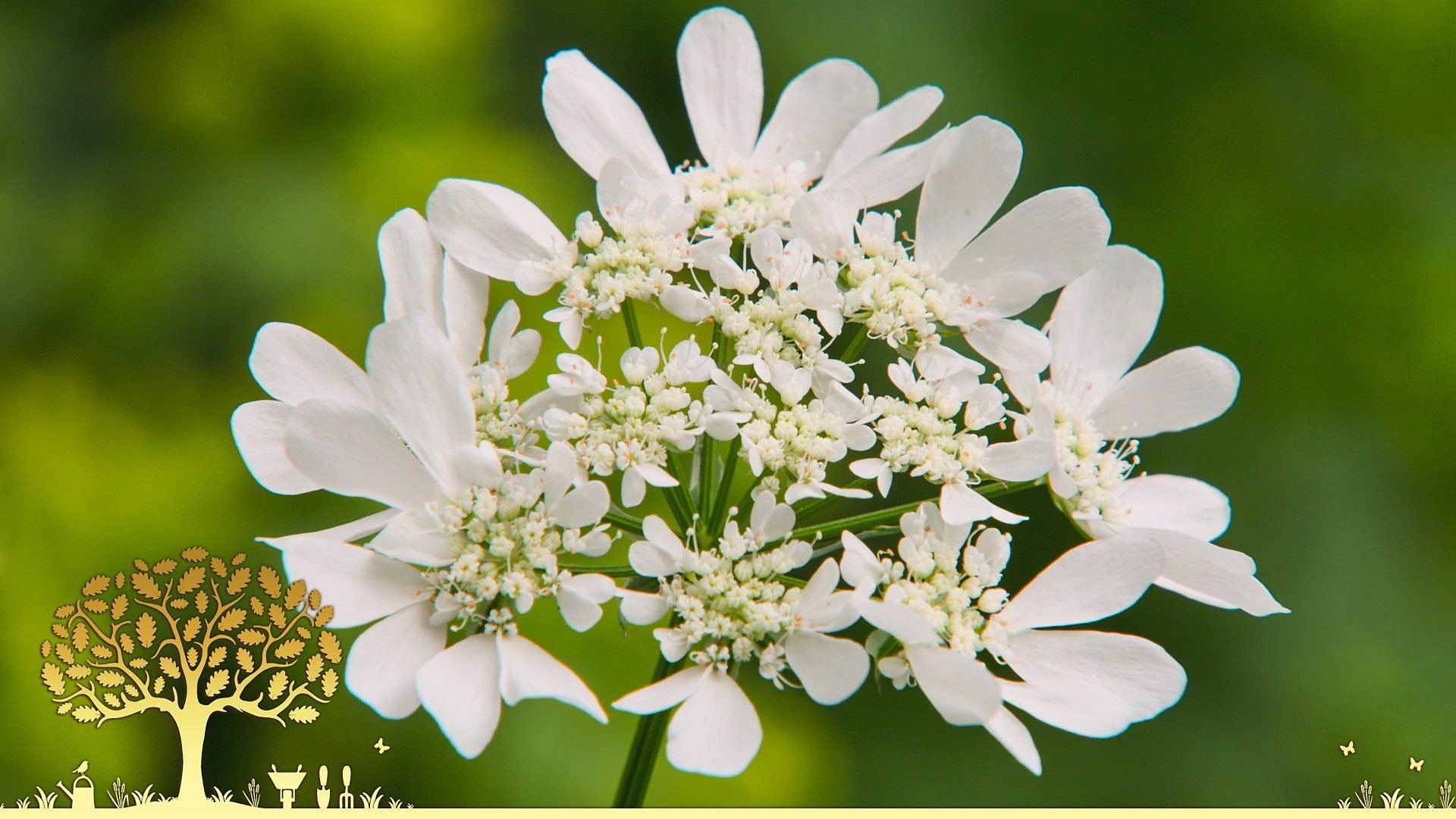 Gardeners' World 54x14