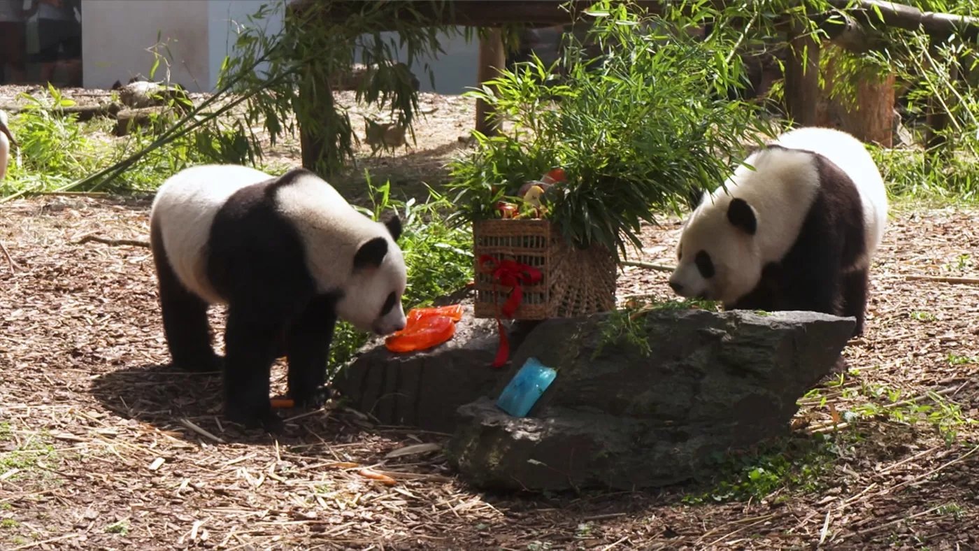 Expédition Pairi Daiza - Épisode 8