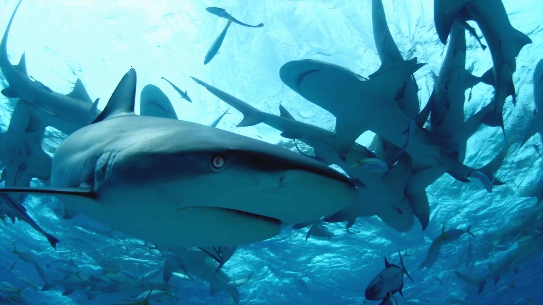 Diving with Sharks: The Ultimate Guide ()