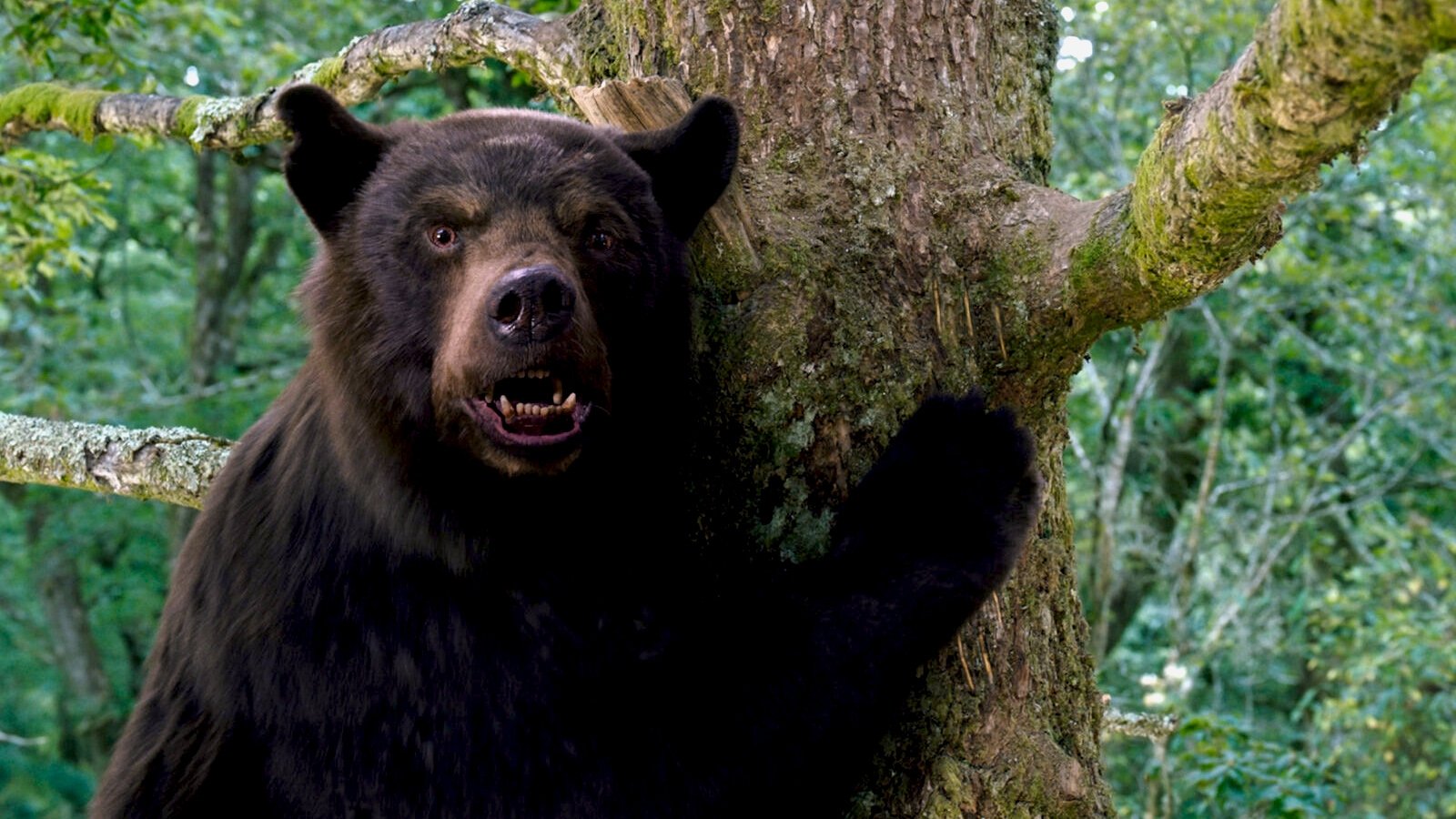 O Urso do Pó Branco (2023)