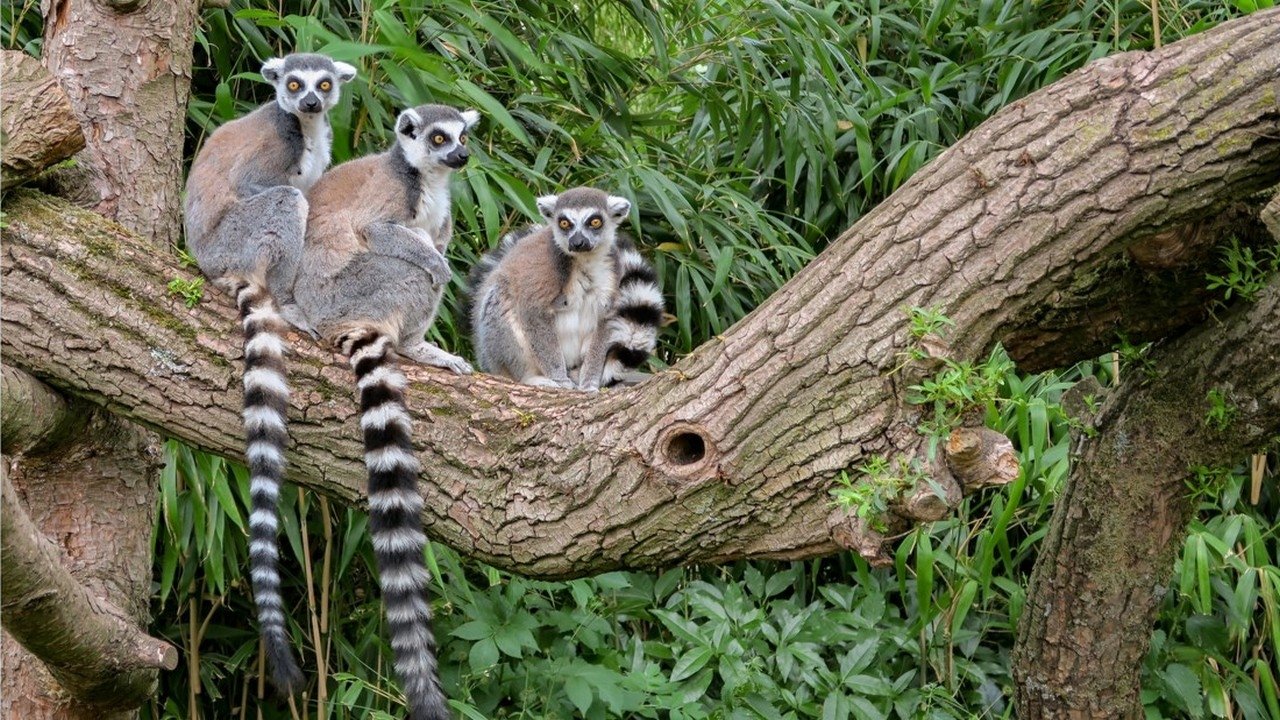 Madagascar, l'île rouge : La jungle des lémuriens (2020)