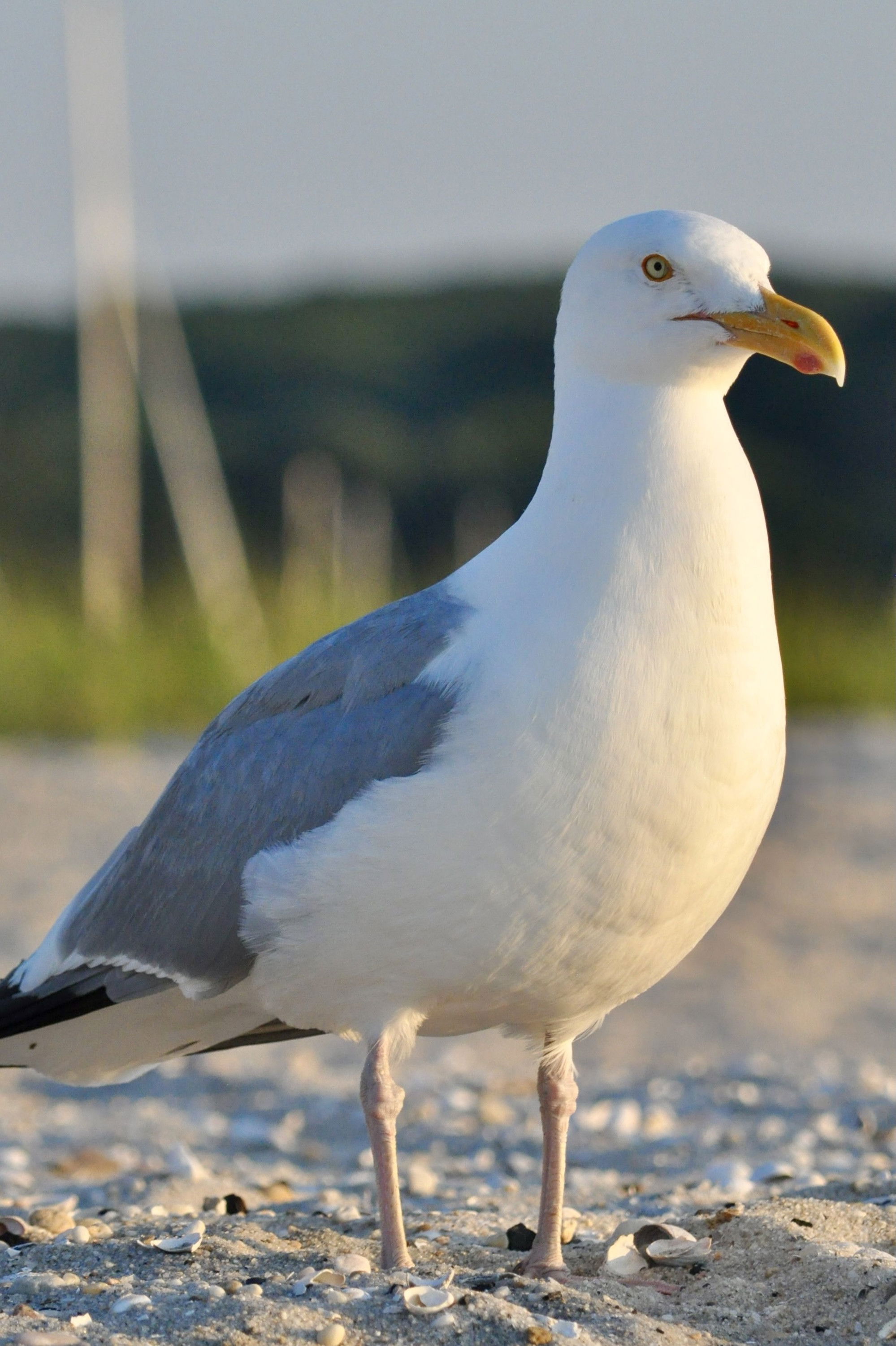 et billede af seagull