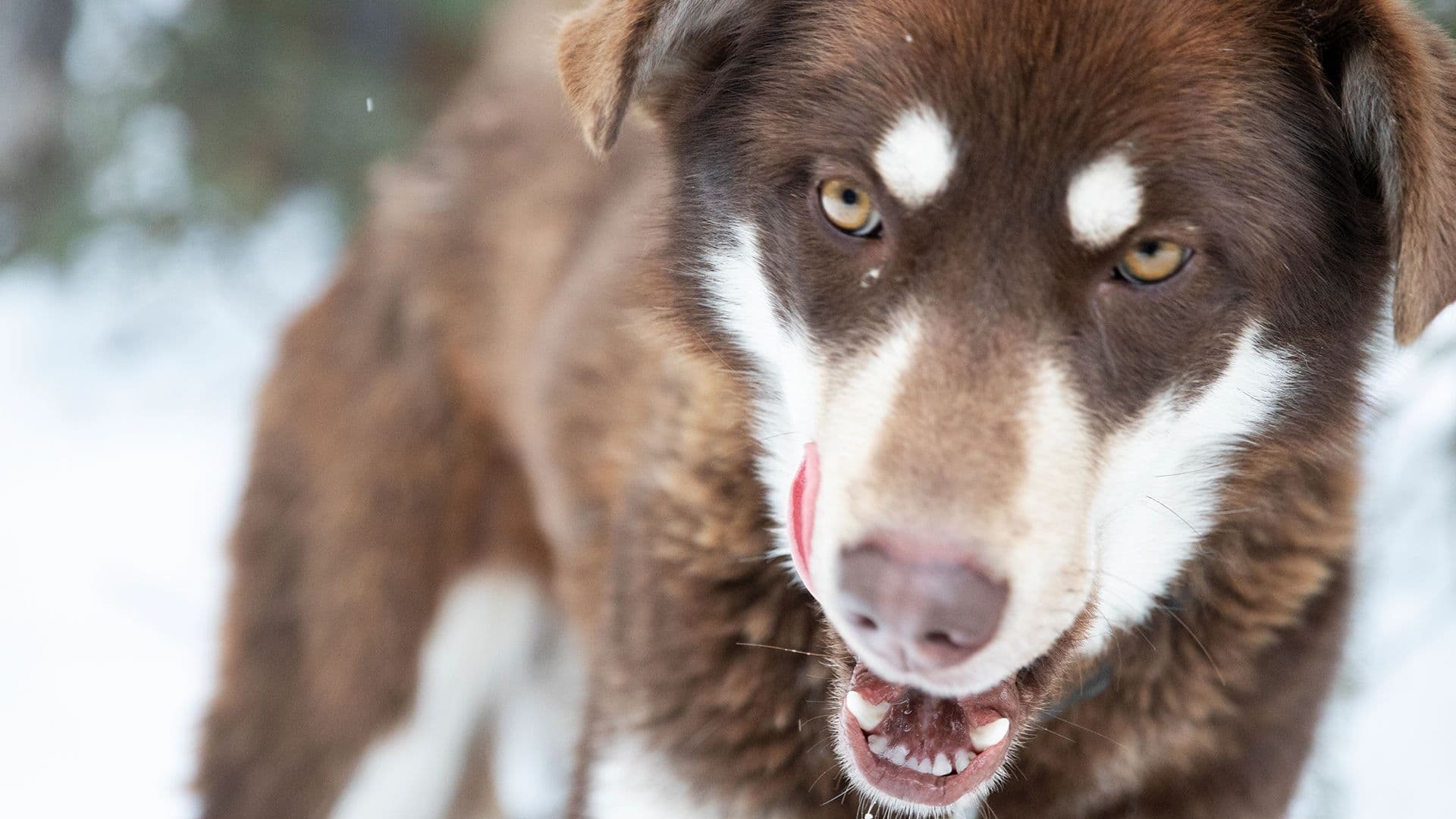 Life Below Zero: Northern Territories