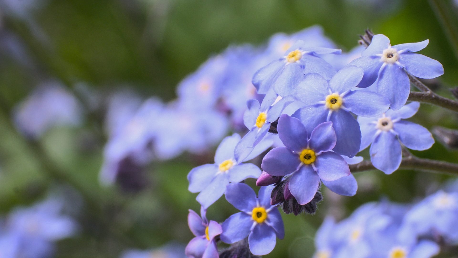 Gardeners' World 54x11