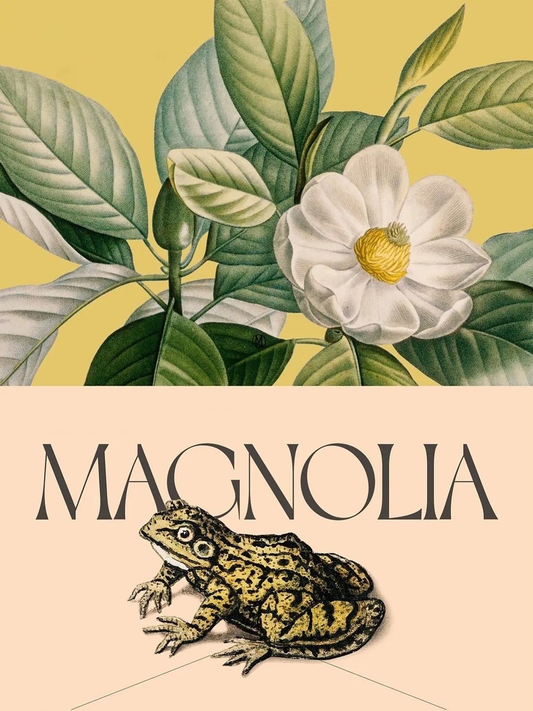 Magnolia