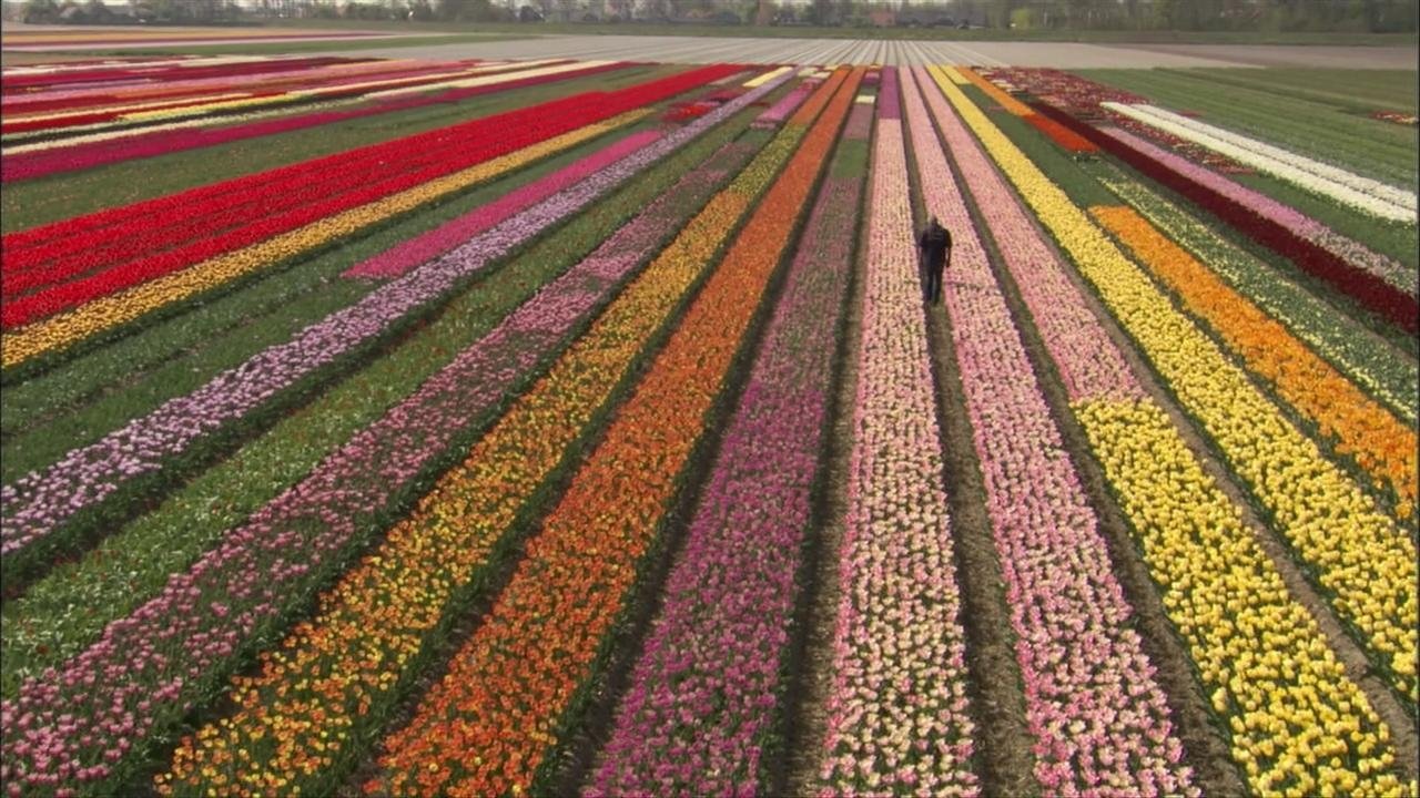 The Botany of Desire (2009)