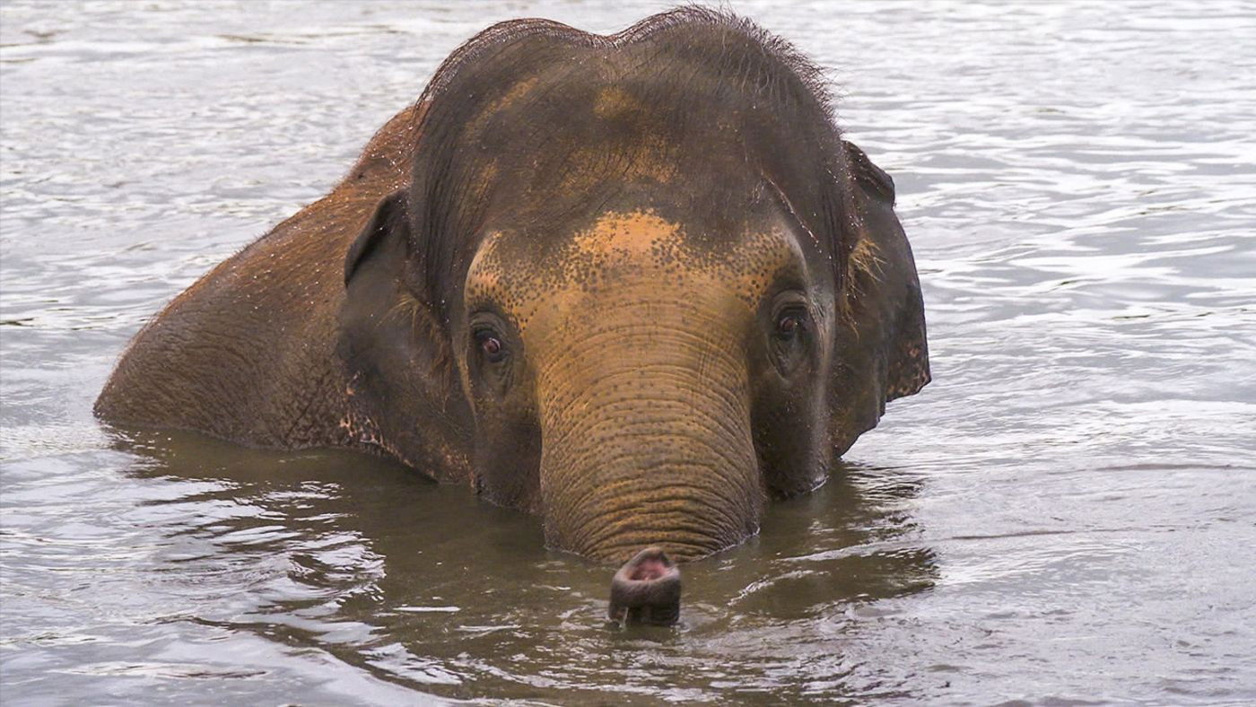 Expédition Pairi Daiza - Épisode 1