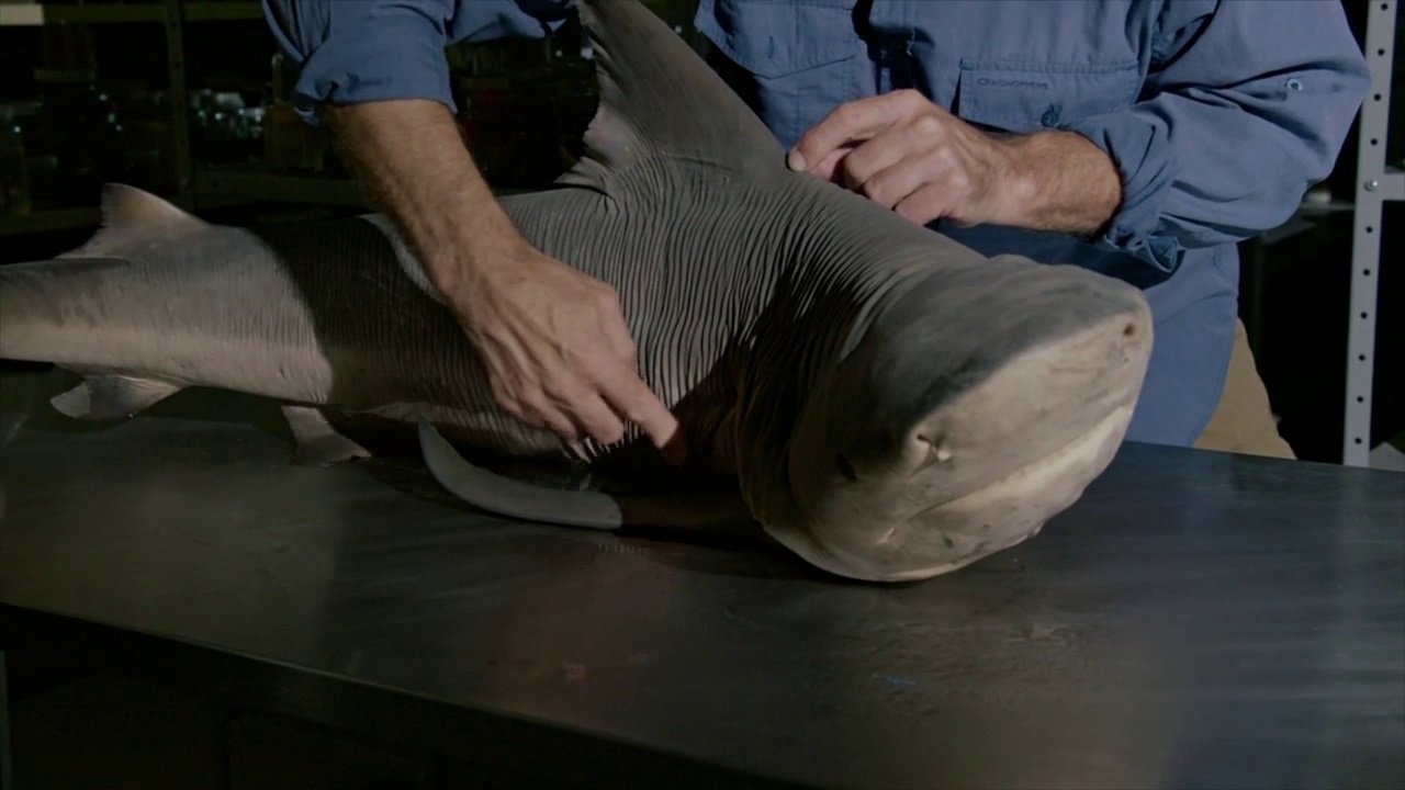 Thumbnail for Amazon River Shark Season 1 Episode 3