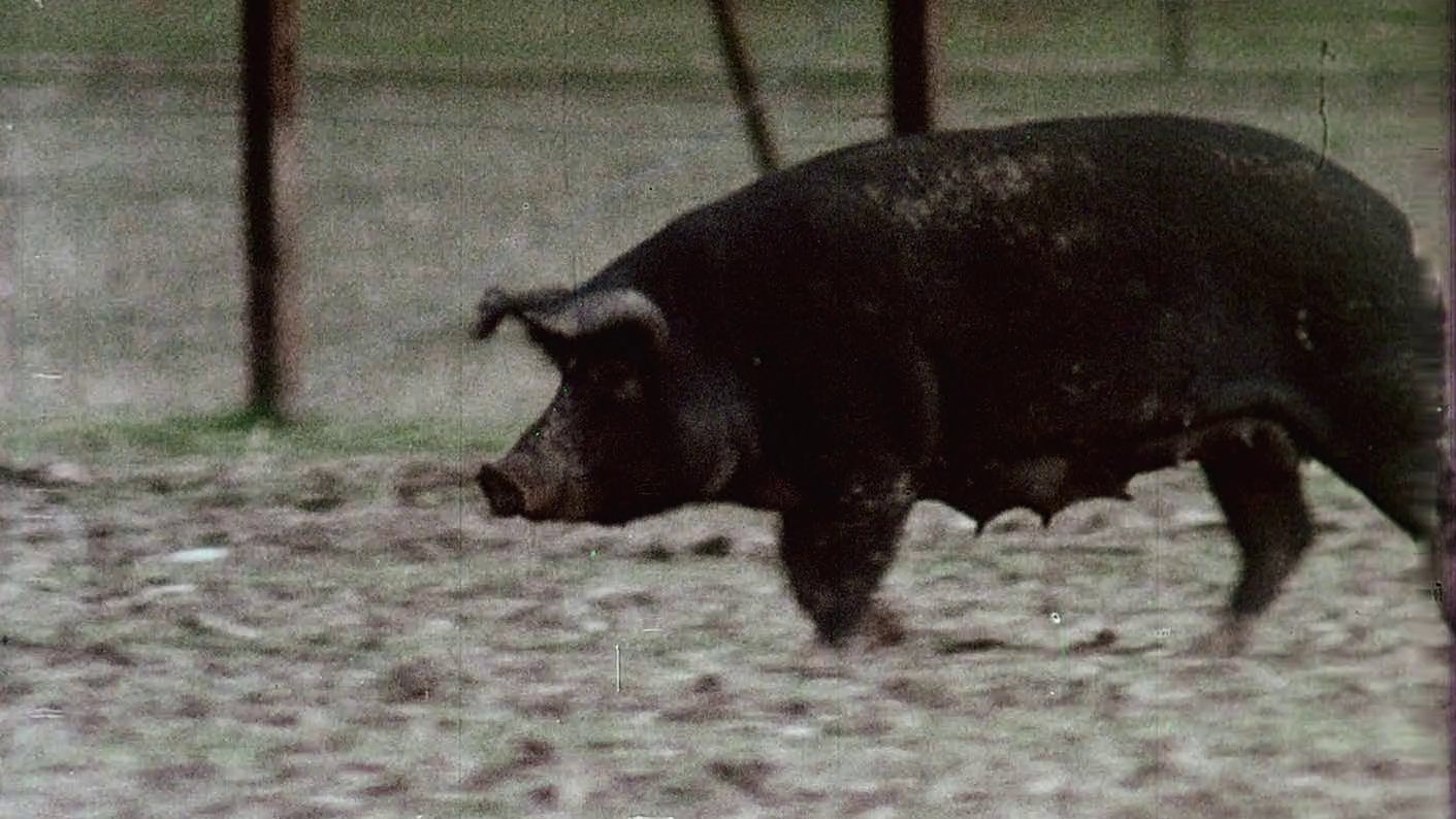 Pigs!