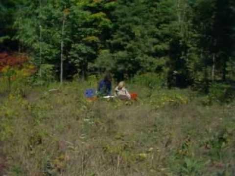 The Littlest Hobo