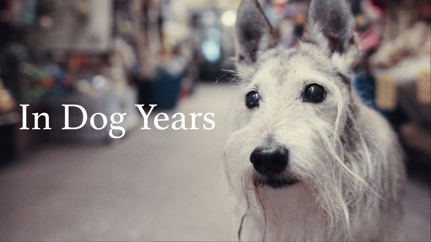 In Dog Years (2019)